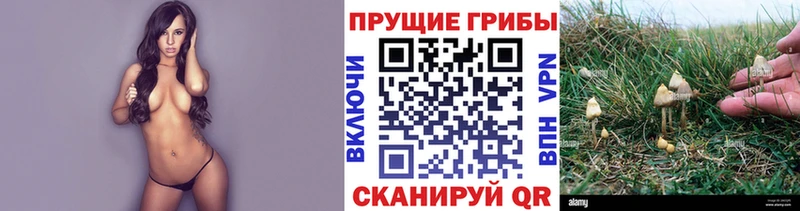 Галлюциногенные грибы Psilocybine cubensis  Спасск 
